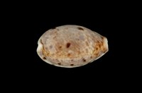 藏品(山貓寶螺)的圖片